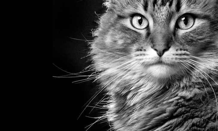Top 5 Genetic Diseases Of Cats Clinicians Brief