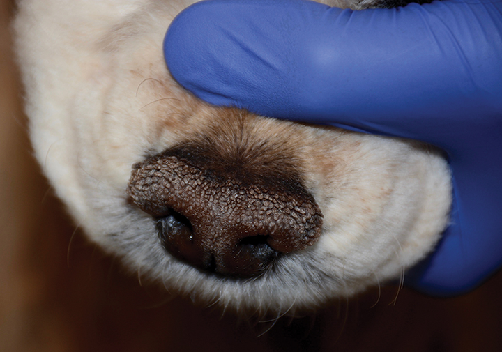 Какой нос у щенка. Назодигитальный гиперкератоз. Гиперкератоз (hyperkeratosis) собак. Гиперкератоз у собаки на носу. Гиперкератоз НОСАМУ собак.