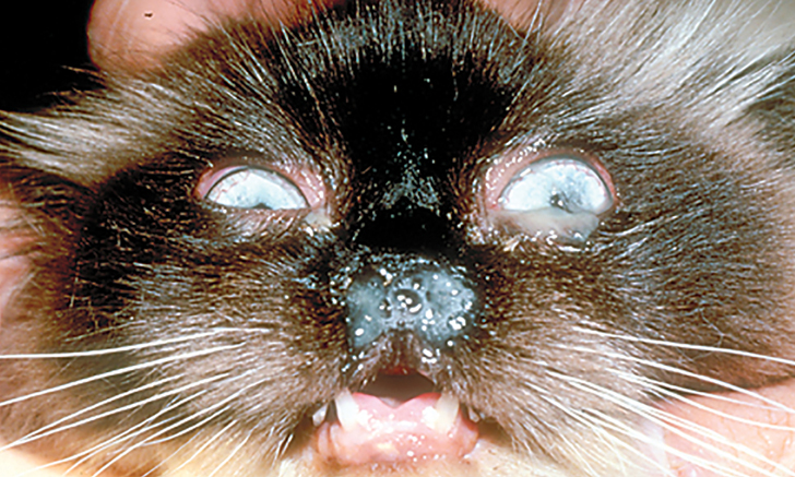 У котят текут глаза. Кальцивироз конъюнктивит. Вирусный кальцивироз у кошек. Инфекционный ринотрахеит кошек.