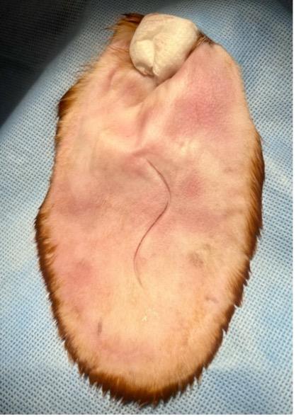 Surgical Treatment for Canine Aural Hematoma | Clinician’s Brief