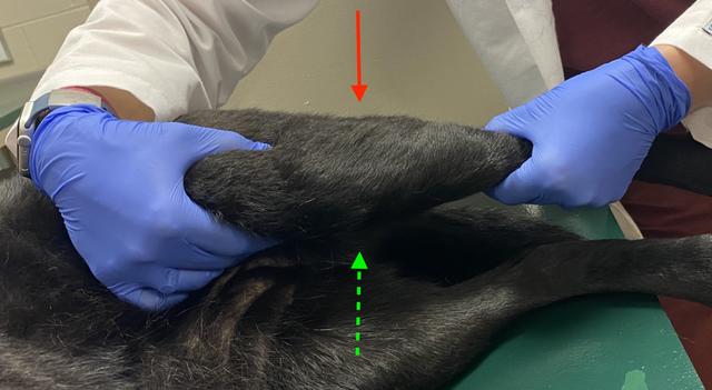 Localizing Pelvic Limb Lameness On Orthopedic Examination In Dogs localizing-pelvic-limb-lameness-on-orthopedic-examination-in-dogs