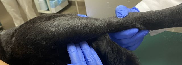 Illustration of Treatment For Worsening Canine Front Leg Lameness