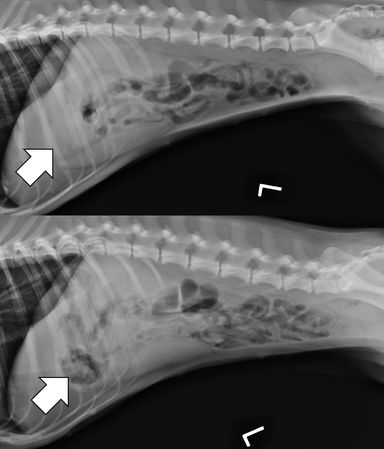 Diagnosing Foreign Body Obstructions via Radiography