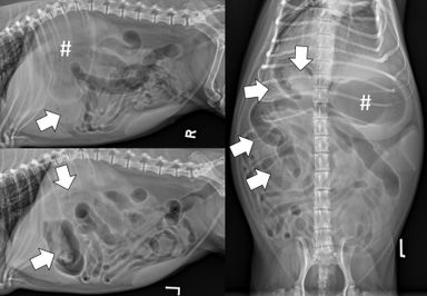 Diagnosing Foreign Body Obstructions via Radiography