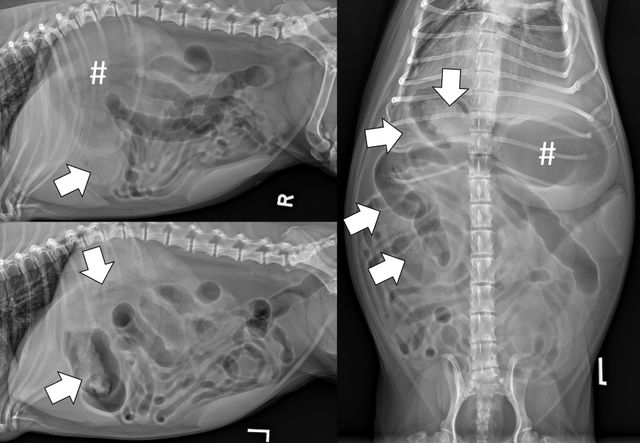 Foreign Body Examples Diagnosing Foreign Body Obstructions via Radiography
