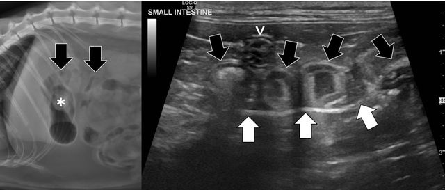 Foreign Body Examples Diagnosing Foreign Body Obstructions via Ultrasonography