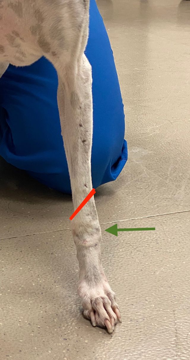 Localizing Thoracic Limb Lameness on Orthopedic Examination in Dogs