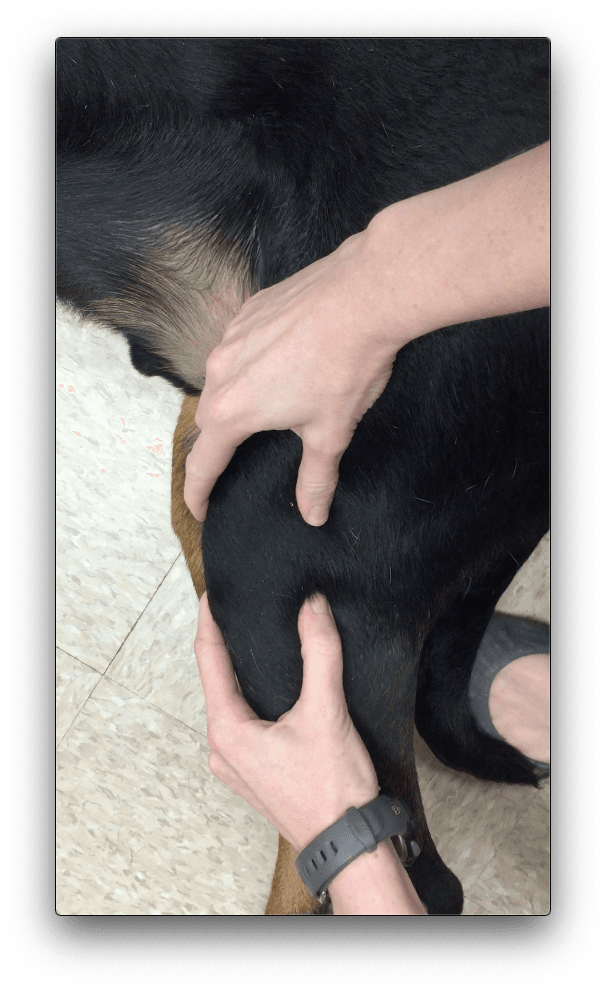 Identifying Canine Hindlimb Lameness | Clinician’s Brief