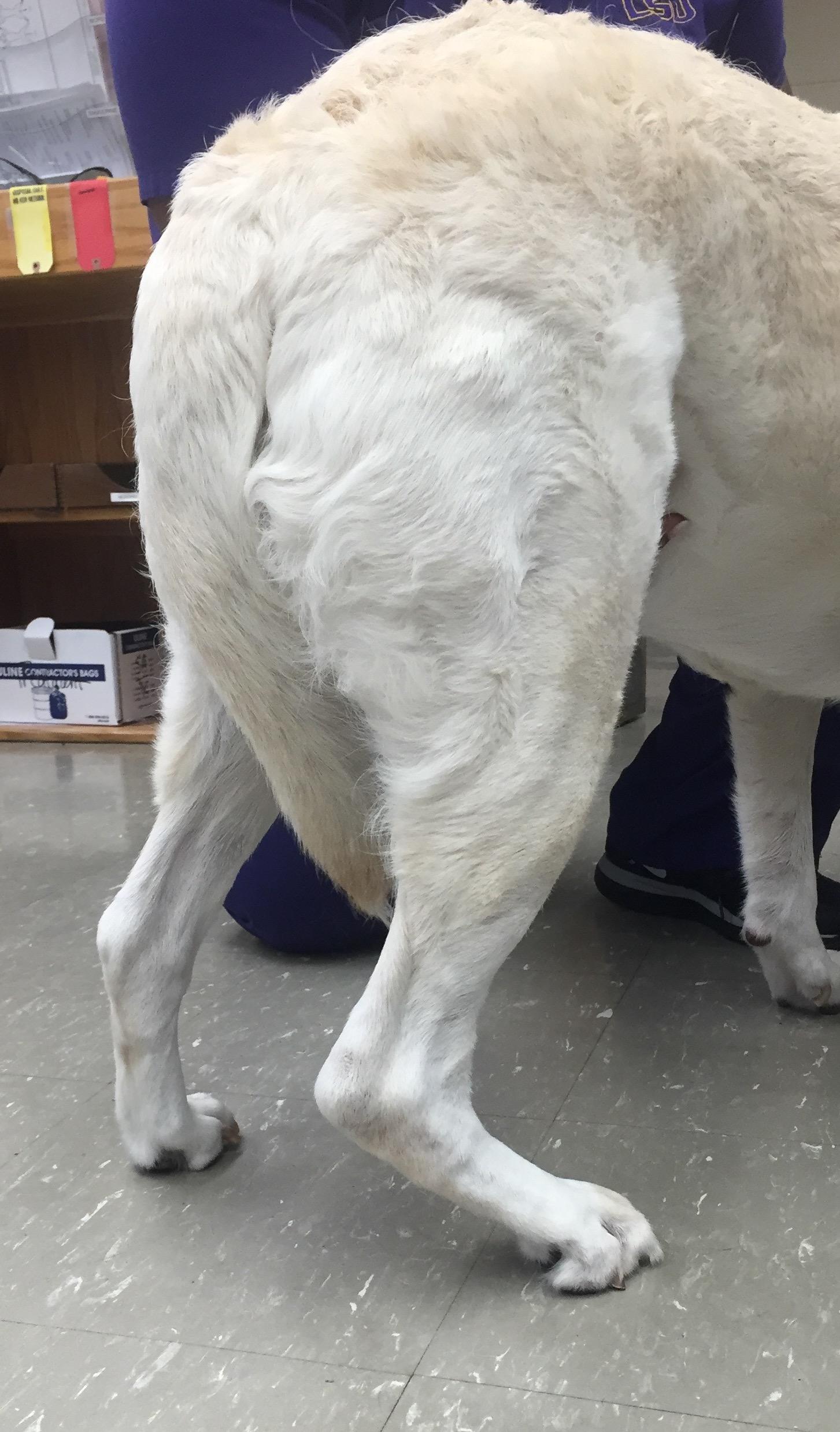 Localizing Pelvic Limb Lameness on Orthopedic Examination in Dogs ...