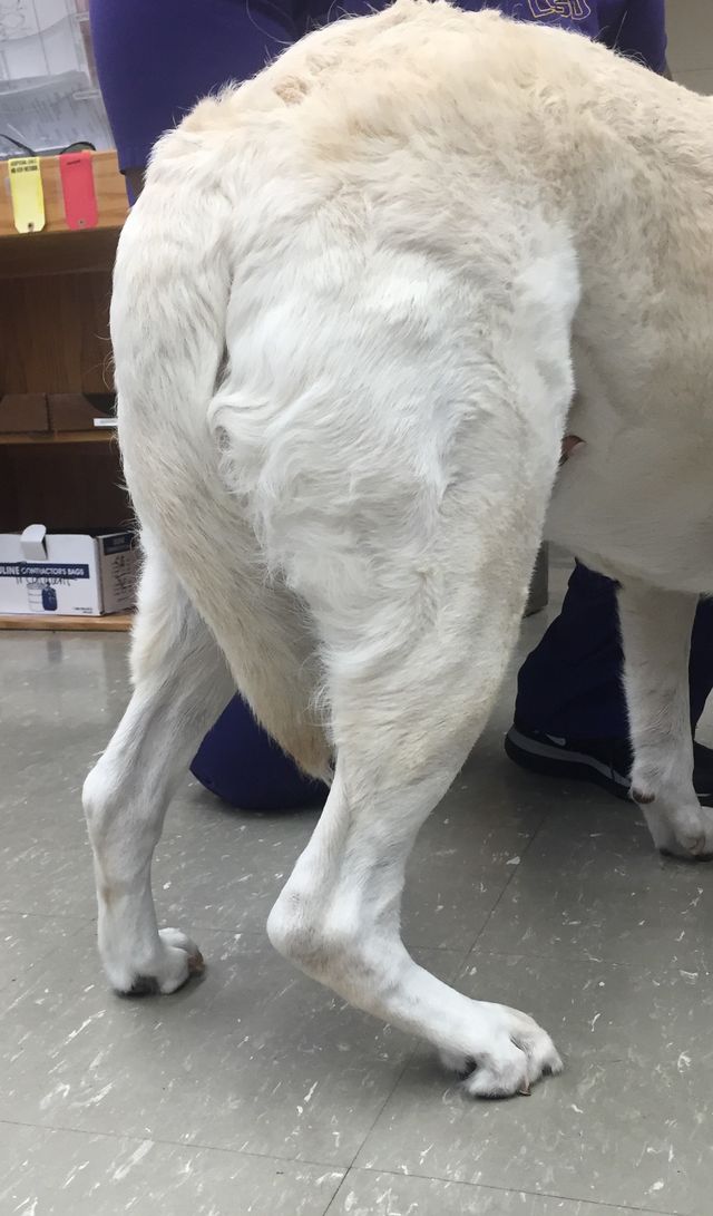 Identifying Canine Hindlimb Lameness | Clinician’s Brief