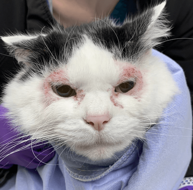 Identifying Causes of Eyelid Inflammation | Clinician’s Brief