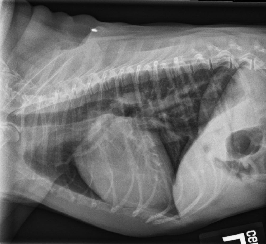 Cardiology Clinician s Brief cardiology-clinician-s-brief