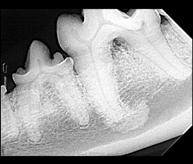 Tooth Root Abscess Cat Rupture Top 5 Complications of Dental Procedures in Cats & Dogs