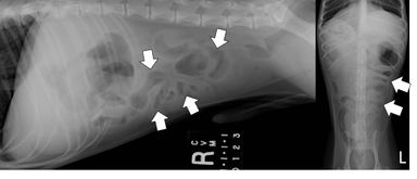 Diagnosing Foreign Body Obstructions via Radiography