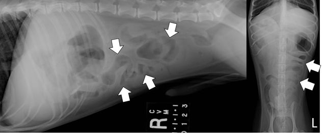 Diagnosing Foreign Body Obstructions via Radiography