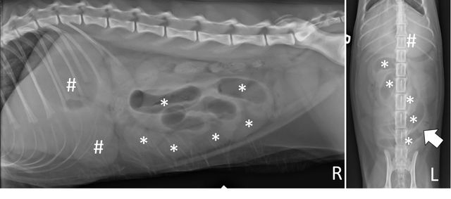 Diagnosing Foreign Body Obstructions via Radiography