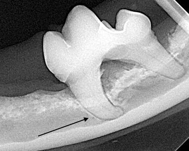 Tooth Root Abscess Cat Rupture Top 5 Complications of Dental Procedures in Cats & Dogs