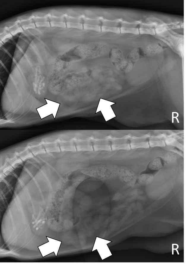 Foreign Body Examples Diagnosing Foreign Body Obstructions via Radiography