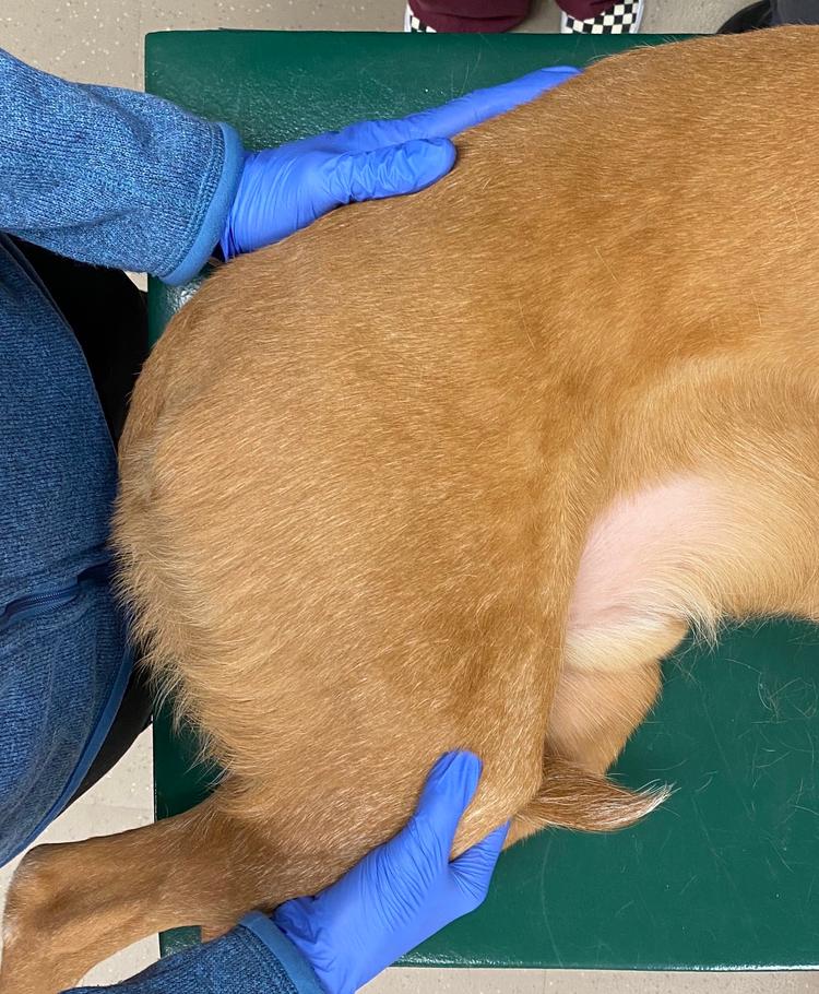 Localizing Pelvic Limb Lameness on Orthopedic Examination in Dogs ...