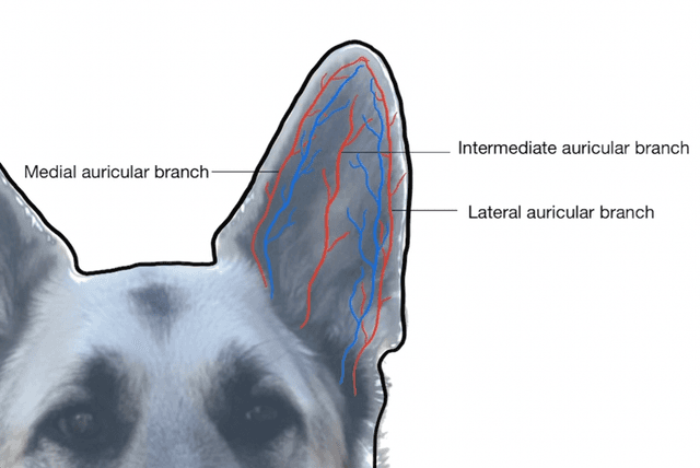 Aural hematoma treatment best sale